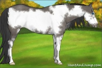 Horse Color:Smoky Grullo Sabino Frame Rabicano