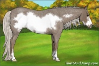 Horse Color:Silver Smoky Blue Roan Sabino Frame Rabicano