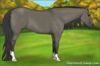 Horse Color:Smoky Grullo 