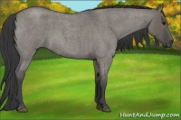 Horse Color:Smoky Grullo Roan Rabicano