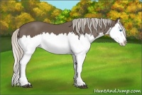 Horse Color:Silver Black Splash
