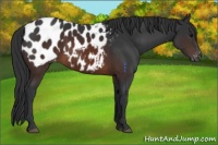 Horse Color:Brown Appaloosa 