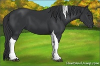 Horse Color:Black Tobiano 