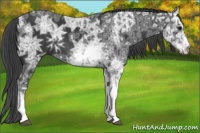 Horse Color:Black Ice Sabino 