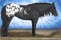 Horse Color:Black Appaloosa 