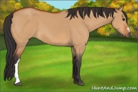 Horse Color:Bay Dun