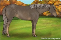 Horse Color:Chocolate Palomino