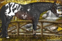 Horse Color:Brown Appaloosa 