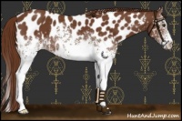 Horse Color:White Spotted Chestnut Appaloosa 