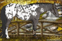 Horse Color:Black Appaloosa
