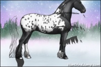 Horse Color:Black Sabino Appaloosa 