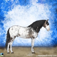 Horse Color:Blue Onyx Sabino Appaloosa
