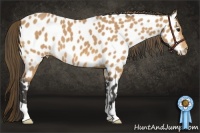 Horse Color:Buckskin Appaloosa