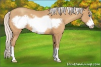 Horse Color:Silver Amber Champagne Frame 