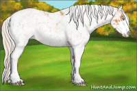 Horse Color:Cremello Sabino  and Gray Cremello Sabino 
