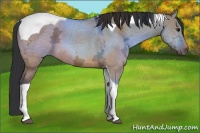 Horse Color:Bay Ice Dun Tobiano