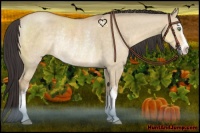 Horse Color:Buckskin Dun Sabino Rabicano 