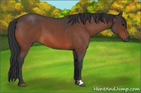 Horse Color:Bay Roan 