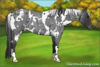 Horse Color:White Spotted Blue Roan Varnish 