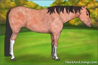 Horse Color:Bay Ice Dun 