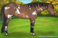 Horse Color:White Spotted Bay Roan 