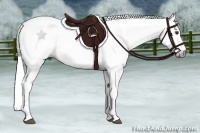 Horse Color:Gray Chestnut Appaloosa 