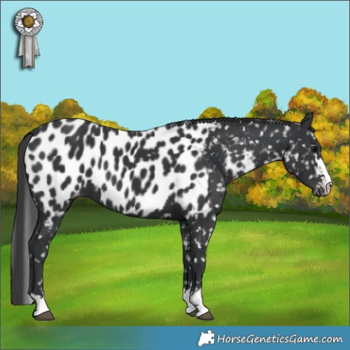 Horse Color:Black Appaloosa 