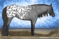 Horse Color:Blue Roan Appaloosa 