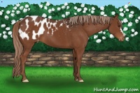 Horse Color:Liver Chestnut Appaloosa 