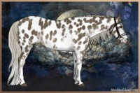 Horse Color:Chocolate Palomino Sabino Appaloosa