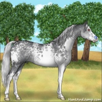 Horse Color:White Spotted Silver Black Chinchilla Splash