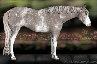 Horse Color:White Spotted Silver Blue Roan 