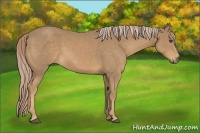Horse Color:Palomino
