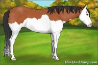 Horse Color:Bay Splash