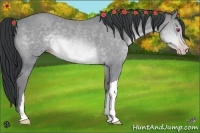 Horse Color:Sable Champagne Chinchilla 