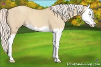 Horse Color:Silver Classic Champagne Dun Splash 