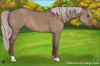 Horse Color:Silver Grullo 