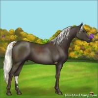 Horse Color:Liver Chestnut Rabicano 