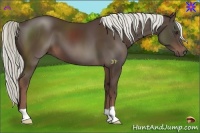 Horse Color:Liver Chestnut 