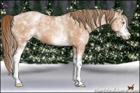 Horse Color:White Spotted Brown Pearl 