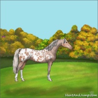 Horse Color:Silver Bay Ice Appaloosa 