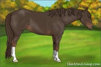 Horse Color:Liver Chestnut 