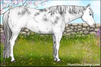 Horse Color:Liver Chestnut Sabino Splash