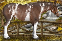 Horse Color:White Spotted Liver Chestnut Rabicano