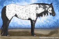 Horse Color:Blue Roan Appaloosa 