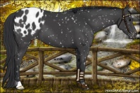 Horse Color:Black Appaloosa