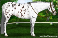 Horse Color:Brown Appaloosa