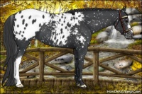 Horse Color:Black Appaloosa