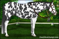 Horse Color:Black Splash Appaloosa 