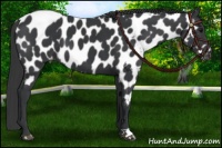 Horse Color:Black Near Leopard
